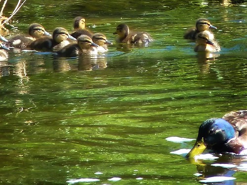 Not the best, but my first ever Duckling photo. Los Angeles River clean up day.